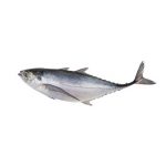 Jack Mackerel