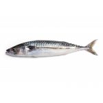 Mackerel