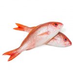 Red Snapper