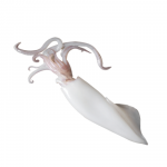 Squid