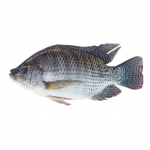 Tilapia 1500+