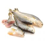 Yellow Croaker